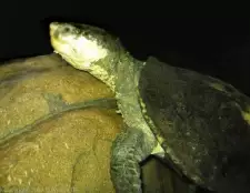 Elsay belogorlae, o broască țestoasă unică, capabilă să respire pradă, este amenințată cu dispariția